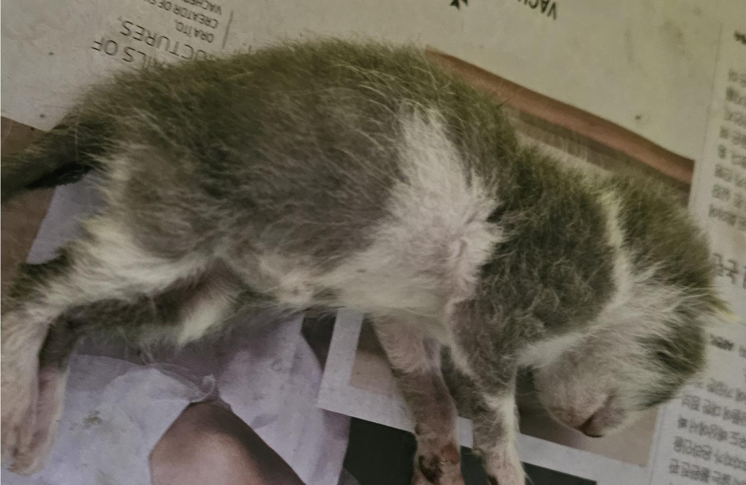 대구유기동물보호협회_427345202400156